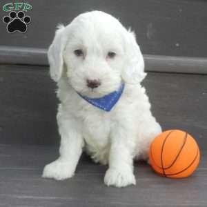 Parker, Mini Goldendoodle Puppy